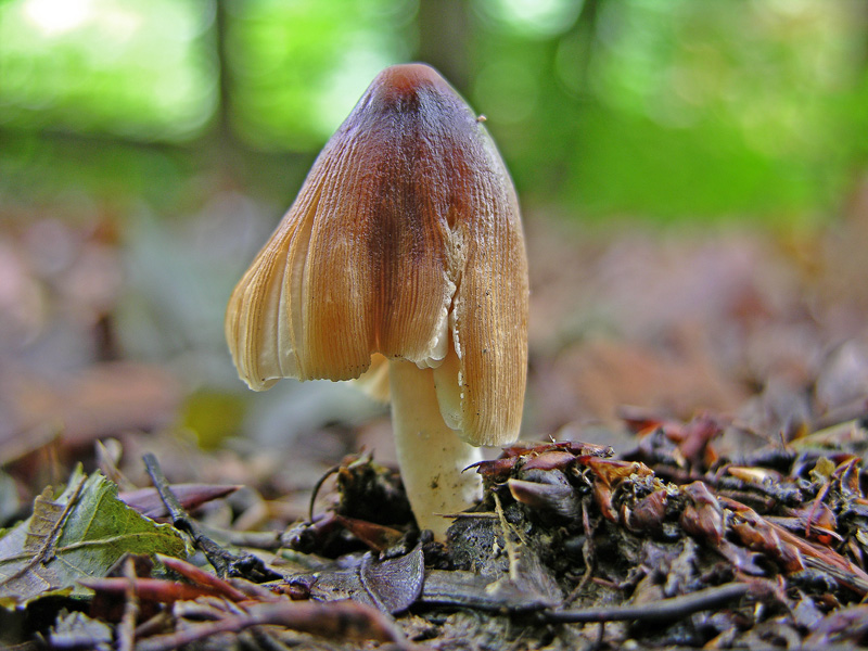 Risposte griglia 2 (marted� 29 maggio)